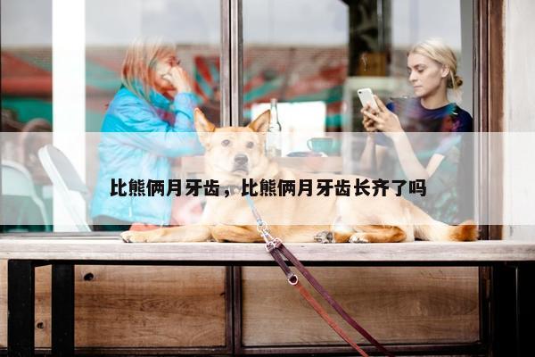 比熊俩月牙齿，比熊俩月牙齿长齐了吗