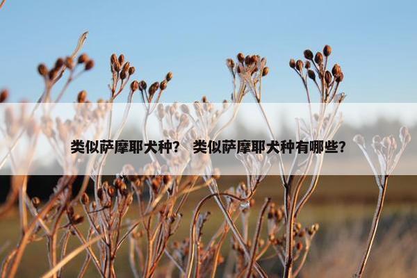 类似萨摩耶犬种？ 类似萨摩耶犬种有哪些？