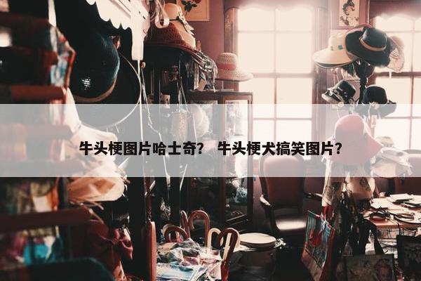 牛头梗图片哈士奇？ 牛头梗犬搞笑图片？