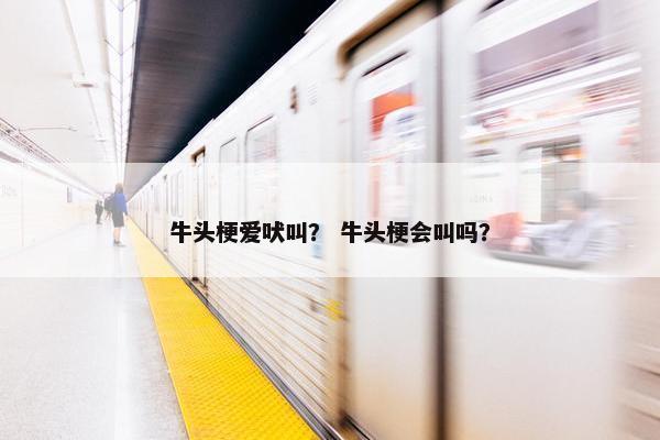 牛头梗爱吠叫？ 牛头梗会叫吗？