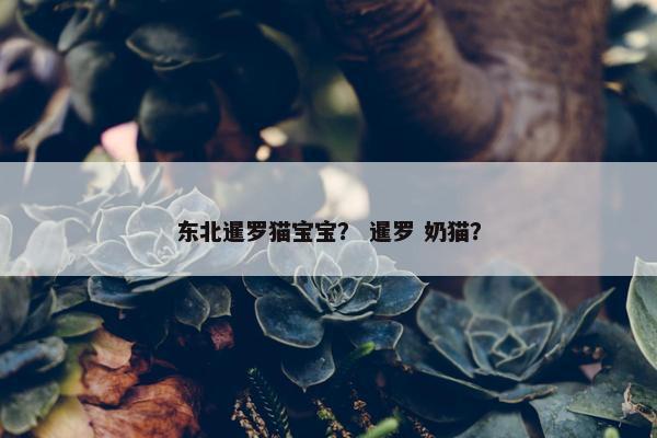 东北暹罗猫宝宝？ 暹罗 奶猫？