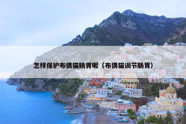 怎样保护布偶猫肠胃呢（布偶猫调节肠胃）