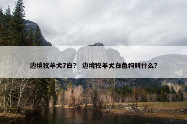 边境牧羊犬7白？ 边境牧羊犬白色狗叫什么？