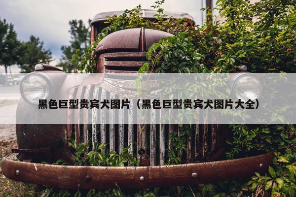 黑色巨型贵宾犬图片（黑色巨型贵宾犬图片大全）