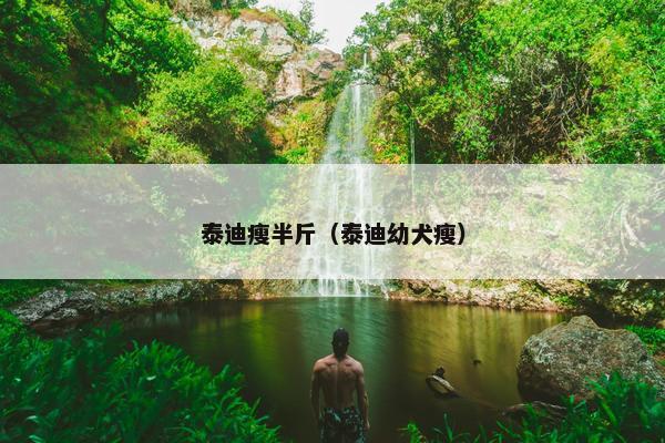 泰迪瘦半斤（泰迪幼犬瘦）