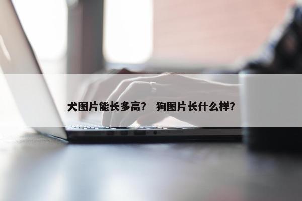 犬图片能长多高？ 狗图片长什么样？