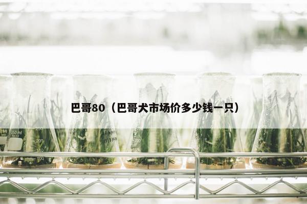 巴哥80（巴哥犬市场价多少钱一只）