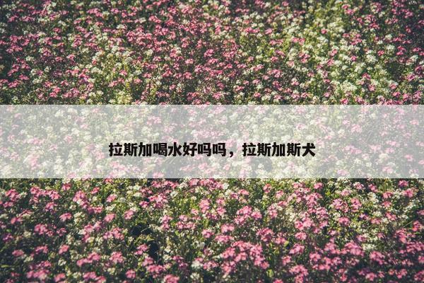 拉斯加喝水好吗吗，拉斯加斯犬
