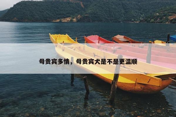 母贵宾多情，母贵宾犬是不是更温顺