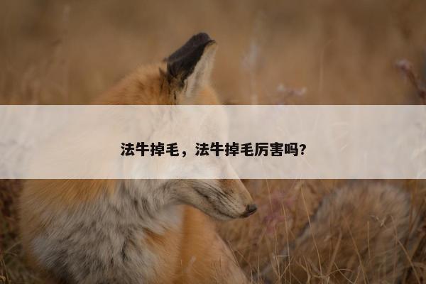 法牛掉毛，法牛掉毛厉害吗?