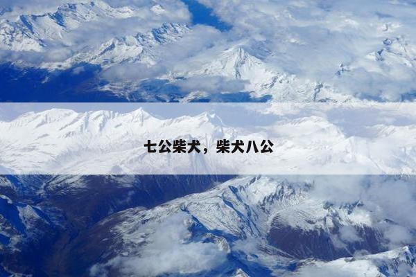 七公柴犬，柴犬八公