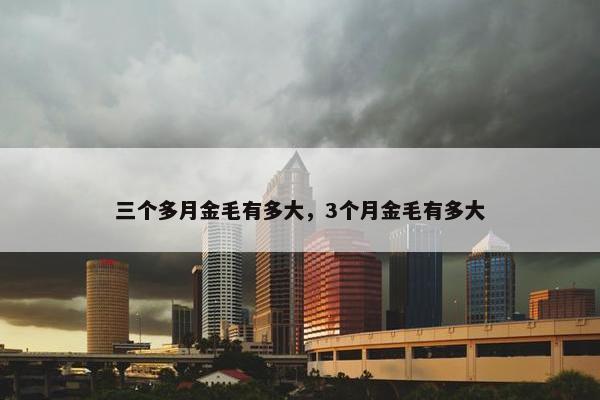 三个多月金毛有多大，3个月金毛有多大