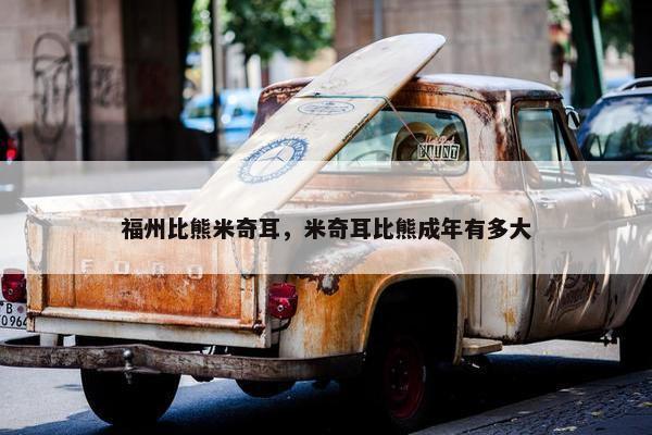 福州比熊米奇耳，米奇耳比熊成年有多大