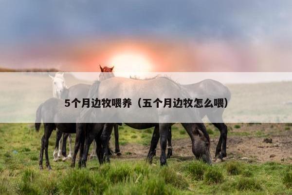 5个月边牧喂养（五个月边牧怎么喂）