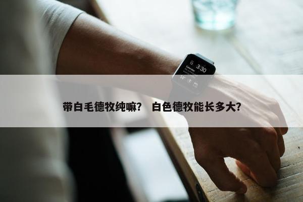 带白毛德牧纯嘛？ 白色德牧能长多大？