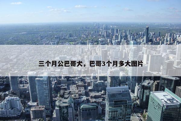三个月公巴哥犬，巴哥3个月多大图片