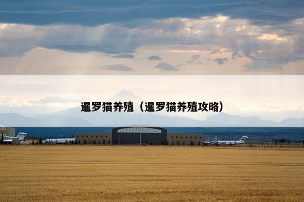 暹罗猫养殖（暹罗猫养殖攻略）
