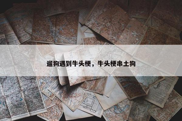 遛狗遇到牛头梗，牛头梗串土狗