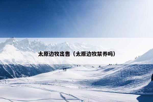 太原边牧出售（太原边牧禁养吗）