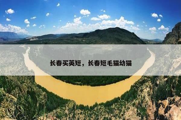 长春买英短，长春短毛猫幼猫
