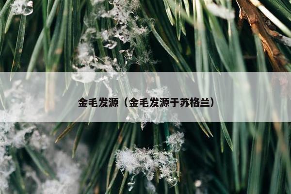 金毛发源（金毛发源于苏格兰）