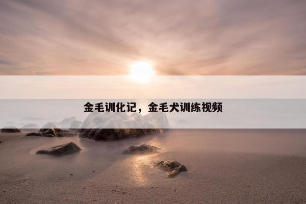 金毛训化记，金毛犬训练视频