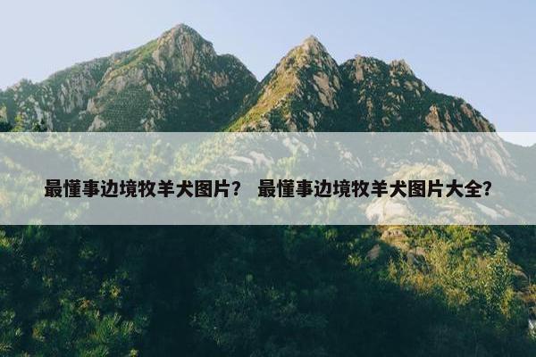 最懂事边境牧羊犬图片？ 最懂事边境牧羊犬图片大全？
