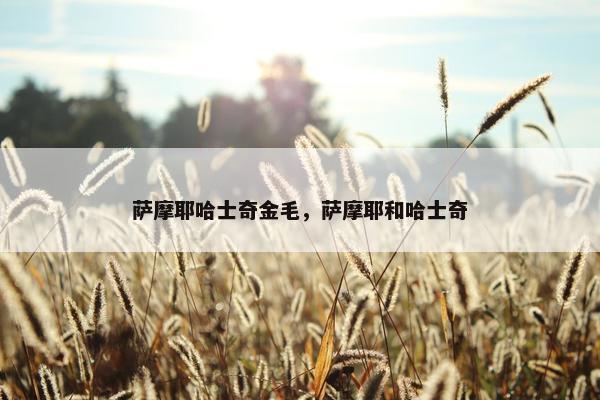 萨摩耶哈士奇金毛，萨摩耶和哈士奇