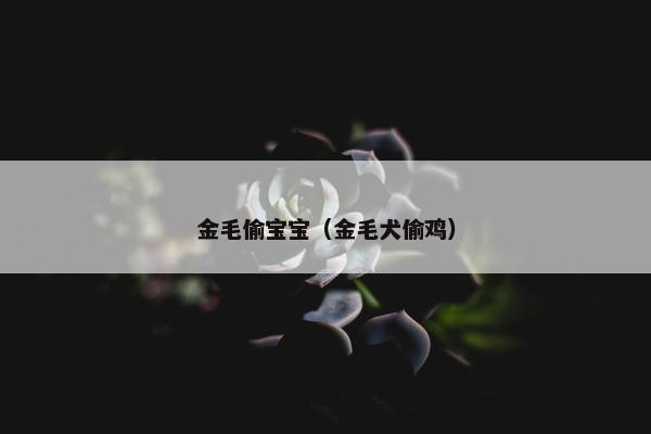 金毛偷宝宝（金毛犬偷鸡）