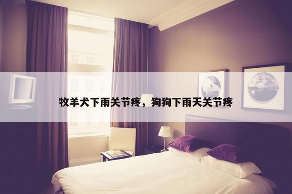 牧羊犬下雨关节疼，狗狗下雨天关节疼