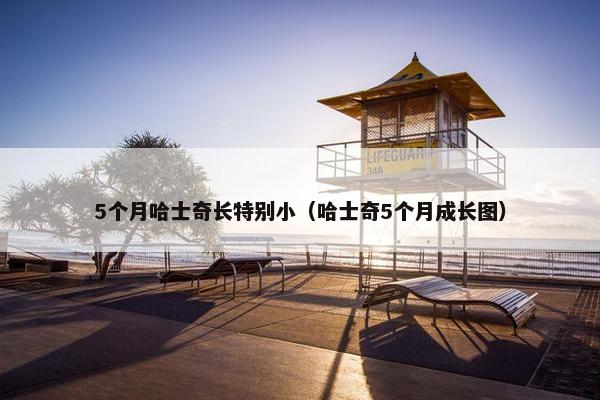 5个月哈士奇长特别小（哈士奇5个月成长图）