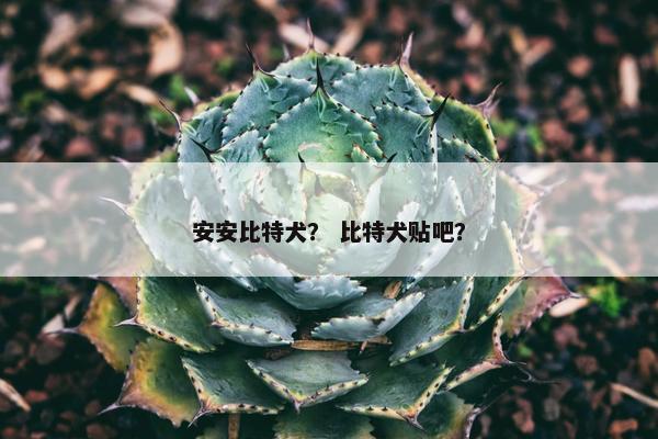 安安比特犬？ 比特犬贴吧？