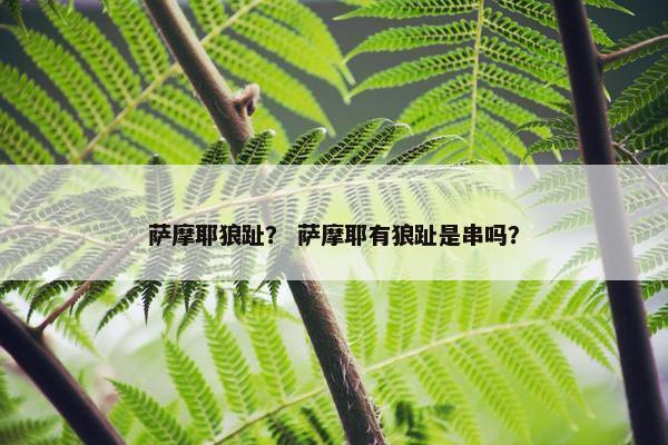 萨摩耶狼趾？ 萨摩耶有狼趾是串吗？