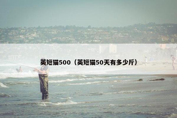 英短猫500（英短猫50天有多少斤）