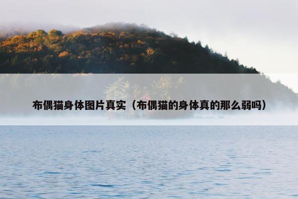 布偶猫身体图片真实（布偶猫的身体真的那么弱吗）