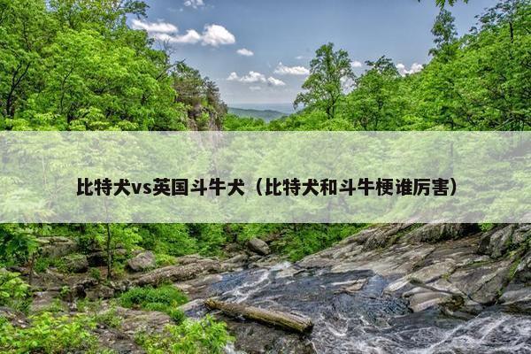 比特犬vs英国斗牛犬（比特犬和斗牛梗谁厉害）