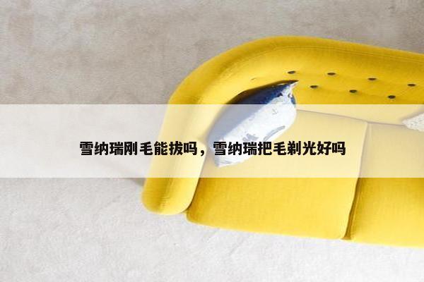 雪纳瑞刚毛能拔吗，雪纳瑞把毛剃光好吗