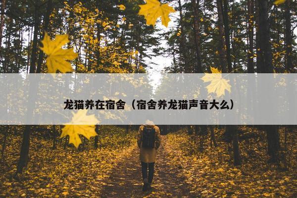 龙猫养在宿舍（宿舍养龙猫声音大么）