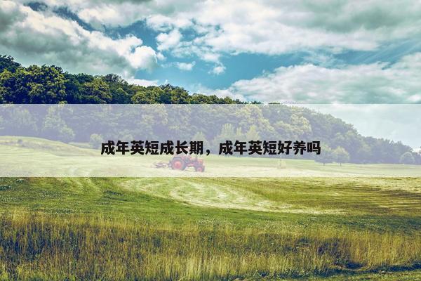 成年英短成长期，成年英短好养吗