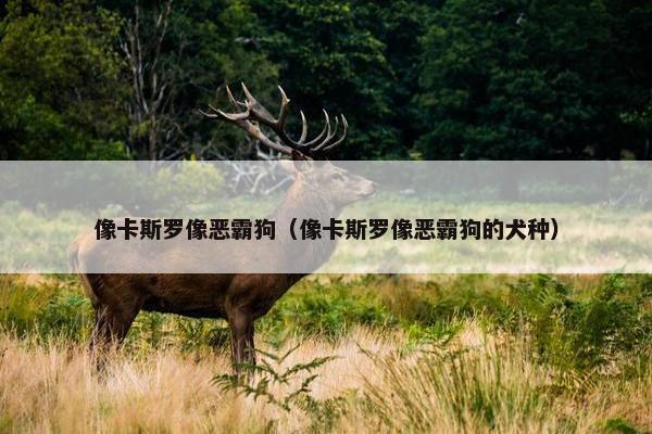 像卡斯罗像恶霸狗（像卡斯罗像恶霸狗的犬种）