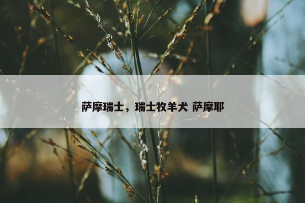 萨摩瑞士，瑞士牧羊犬 萨摩耶