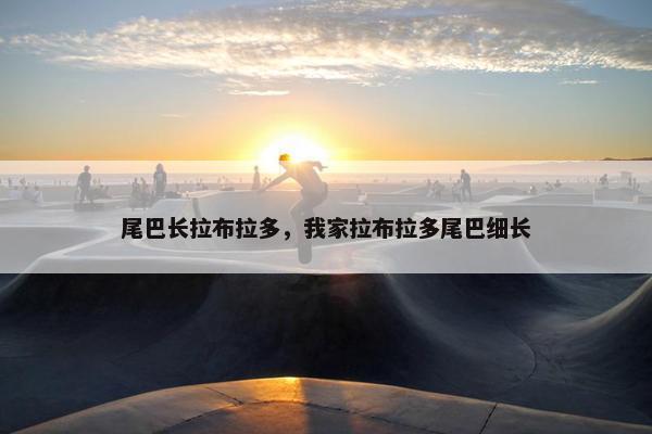 尾巴长拉布拉多，我家拉布拉多尾巴细长