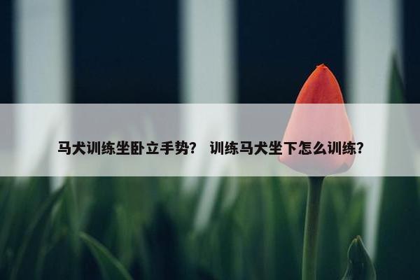 马犬训练坐卧立手势？ 训练马犬坐下怎么训练？