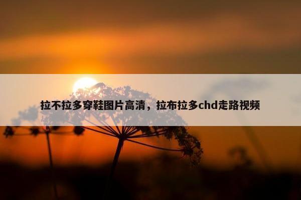 拉不拉多穿鞋图片高清，拉布拉多chd走路视频
