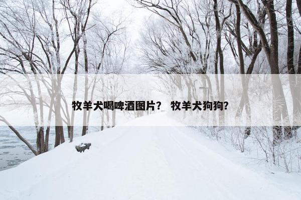 牧羊犬喝啤酒图片？ 牧羊犬狗狗？