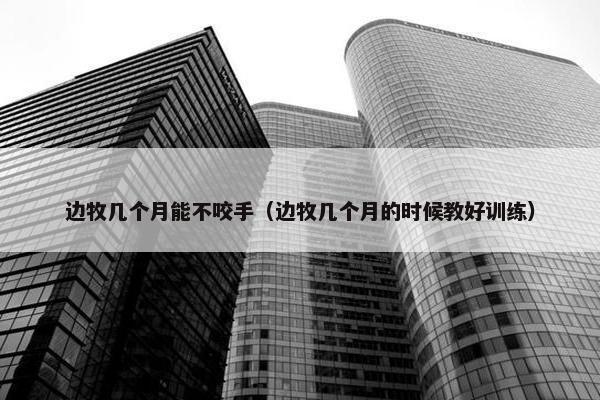 边牧几个月能不咬手（边牧几个月的时候教好训练）