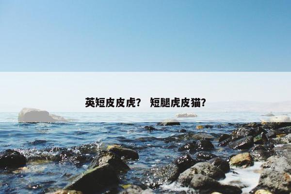 英短皮皮虎？ 短腿虎皮猫？