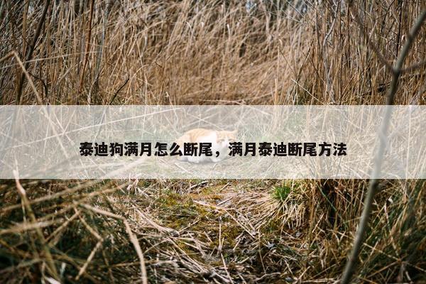 泰迪狗满月怎么断尾，满月泰迪断尾方法