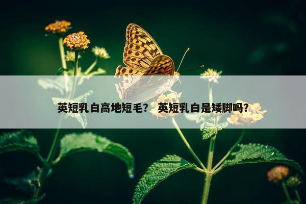 英短乳白高地短毛？ 英短乳白是矮脚吗？