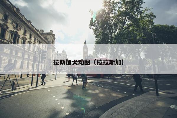 拉斯加犬动图（拉拉斯加）